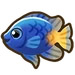 Damselfish