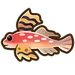 Ruby red dragonet