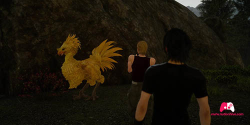 Photo du Chocobo