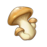 Champignon