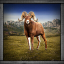 Chasseur de mouflon canadien