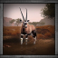 Chasseur d'oryx gazelle
