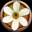 Pacifiste