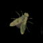 Entomologist