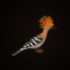 The Hoopoe