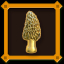 Golden Morel Birch Forest