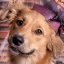 Cute Dog