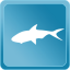 Greater Amberjack