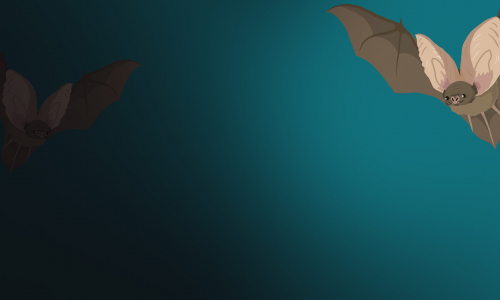 The Bat Quiz