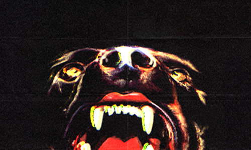 Canine