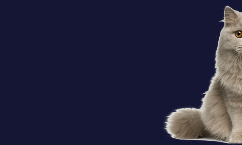 Caresser le chat