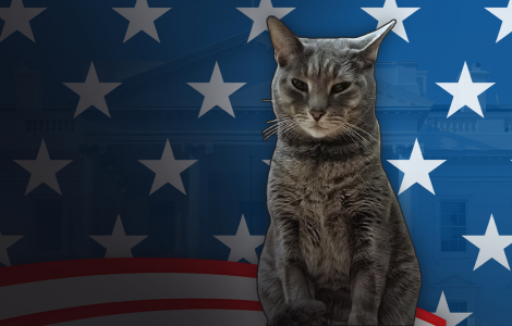 Cat President: A More Purrfect Union 