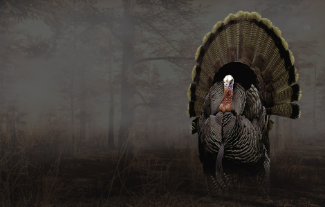 Pro Turkey Hunting