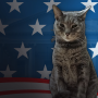 Cat President: A More Purrfect Union 