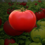 The Jumping Tomato Rush - 