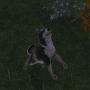 Pets Hotel