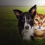 Puzzle Escapes: Paws & Claws