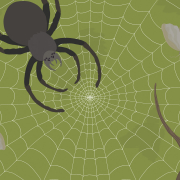 The Spidy D