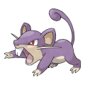 Rattata est de la famille de Rattata