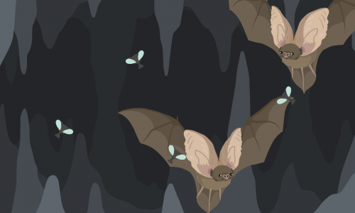 Guides et soluces de The Bat D