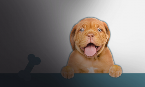 Guides et soluces de I Love Finding Pups!