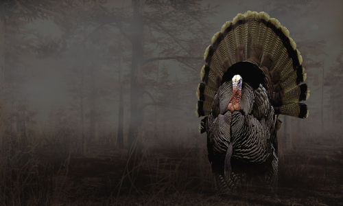Guides et soluces de Pro Turkey Hunting